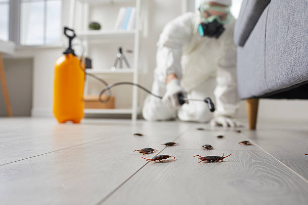 Commercial Kitchen Cockroach Control in Bono